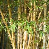 bamboo cane