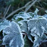 frost covered ivy