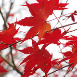 vivid autumn red