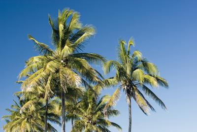 tropical palms