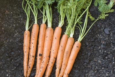 Fresh Carrot Harvest