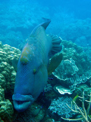 wrasse and remora