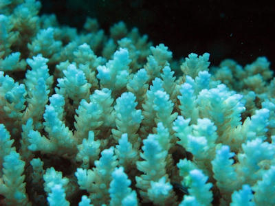 hard corals