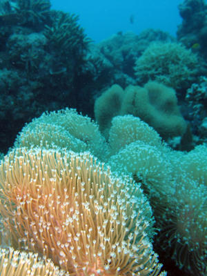 soft coral reef