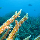 staghorn coral