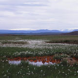 icelandic flax