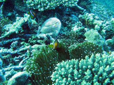 Clown Fish, Corals and a sea anemone