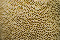 Coral Polyp Texture