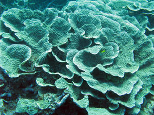 Cabbage Corals - Value Stock Photo