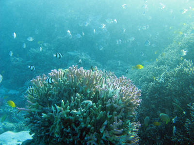 Finger Coral and Fish