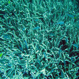 branching coral and fish