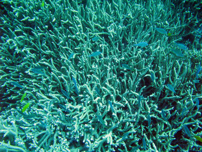 branching coral and fish