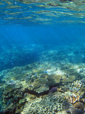 Underwater Biome