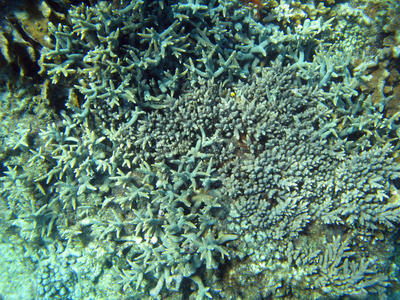 Branching Coral Formation