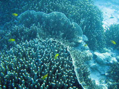 Reef Fish and coral structure