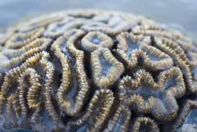Brain coral structure, Goniastrea