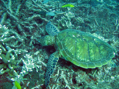 Large Green Sea Turtle