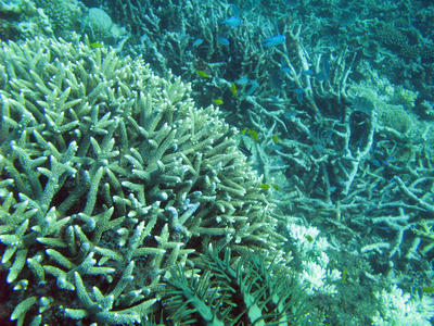 Reef Fish and Corals