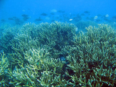 Fish Shoals and Branching Coral
