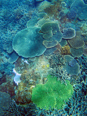 Vibrant Plate Corals