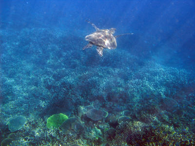 Loggerhead Turtle Swimming
