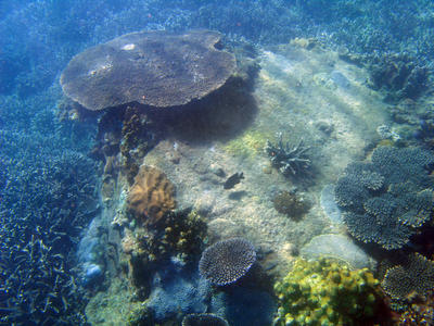 Coral Plate Reef
