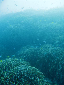 Underwater Lansdscape