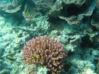 Pink Finger Coral