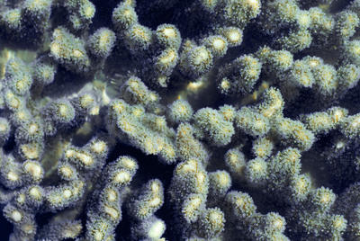 Leather Coral closeup