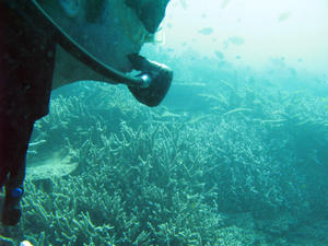 Scuba Diving Regulator