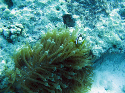 Clown Fish and Sea Anemone