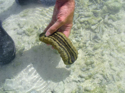 Small Sea Cucumber