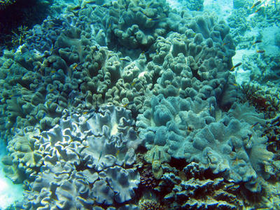 Soft and Hard Corals