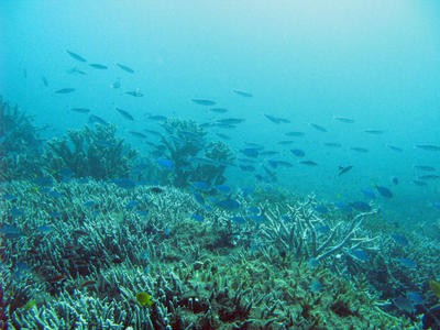 Corals Reef Fish