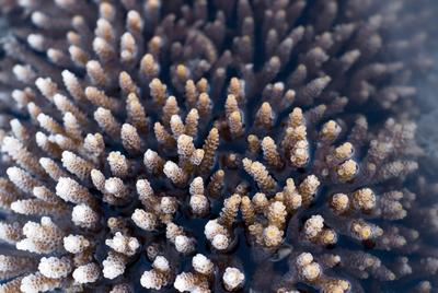 Acropora Coral details