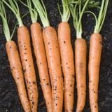 Fresh harvested carrots