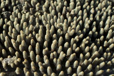 Acropora millipora coral fingers