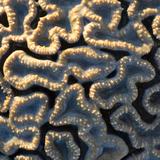 brain coral, Flavia SP