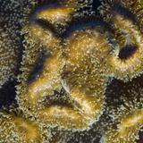 leather coral extended polyps