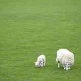 Spring Ewe And Lamb
