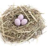 Nest And Pink Eggs
