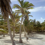 sunny palm grove
