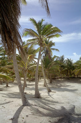 sunny palm grove