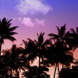 sunset palm silhouette