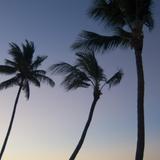 sunset palms landscape