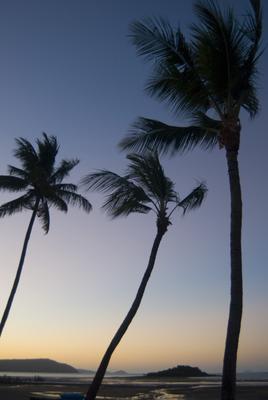 sunset palms landscape