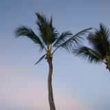 sunset palms