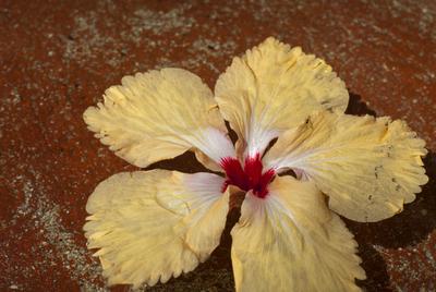 Single yellow hibiscus flower