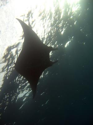 Manta ray swimming overhead