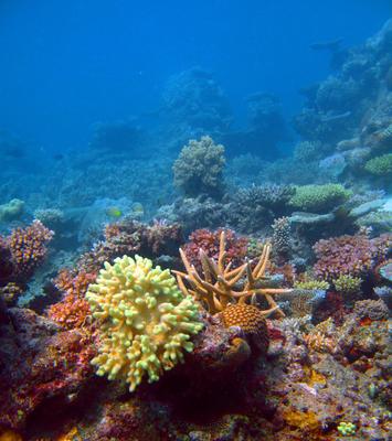 Coral growing on a reef